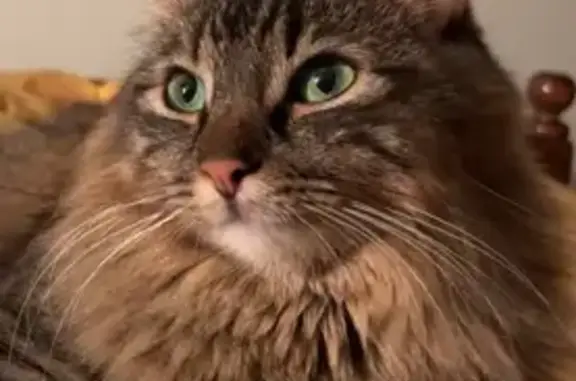 Chat perdu, Meysse, photo: Chat perdu à Meysse : grand, tigré, poil long