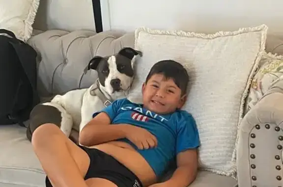 Missing dog , photo: Lost White & Blue American Stuffy in NSW