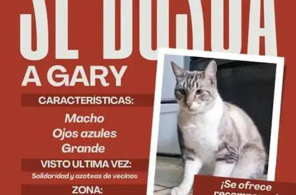 Gato Perdido: Macho Blanco y C...