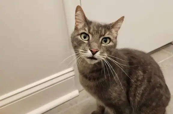 Found cat Countryside, photo: Sweet Gray Tabby Found on Braxton Drive