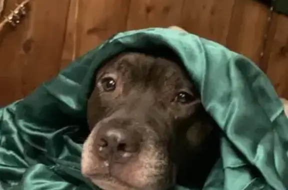 Missing dog Florida Ridge, photo: Lost Black Pit Bull in Lake Mack-Forest Hills