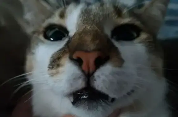 Lost Cat: Gordito, Gray & White, Ocala