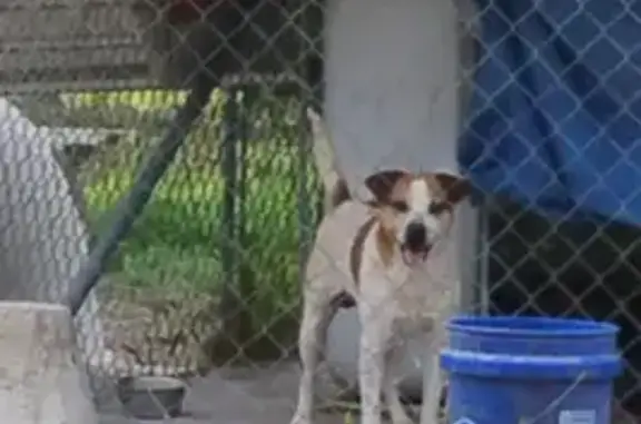 Lost Dog: White with Copper Spots, Riviera