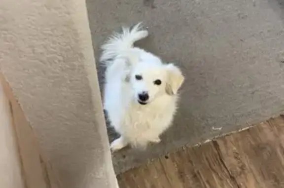 Lost Dog: Foggy Eye, Brown Patch, Glendale