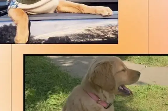 Lost Dog on Fillmore St - Help Needed!