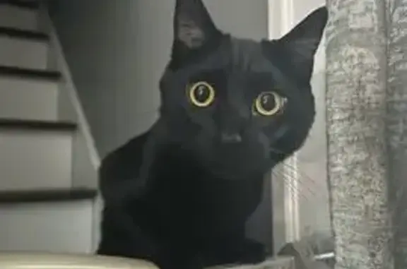 Friendly Black Cat Lost on Mine Hollow Rd