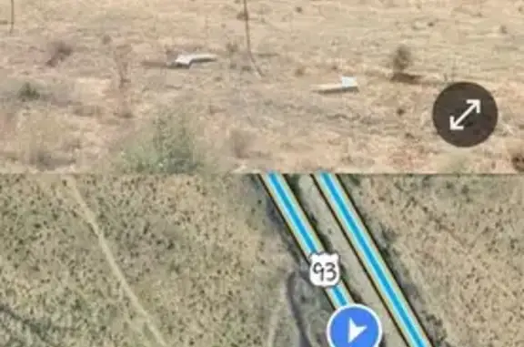 Lost Pitbull: Grey/White, Pink Collar