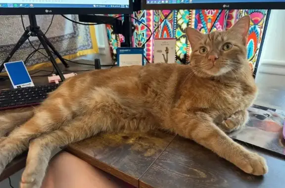 Missing cat Birmingham, photo: Lost Orange Cat: Teddy on Spearman Dr
