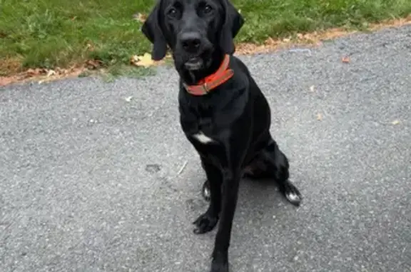 Lost: Black Hound Mix, Shy but Food-Loving