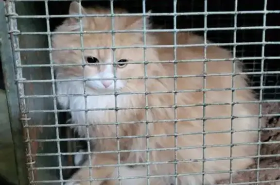 Animaux trouvés , photo: Chat crème/blanc trouvé à Thézan-des-Corbières