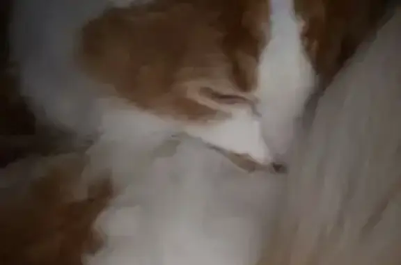Lost Orange & White Cat in Evansdale