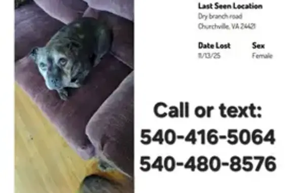 Lost Dog Near Dry Branch Rd, Churchville