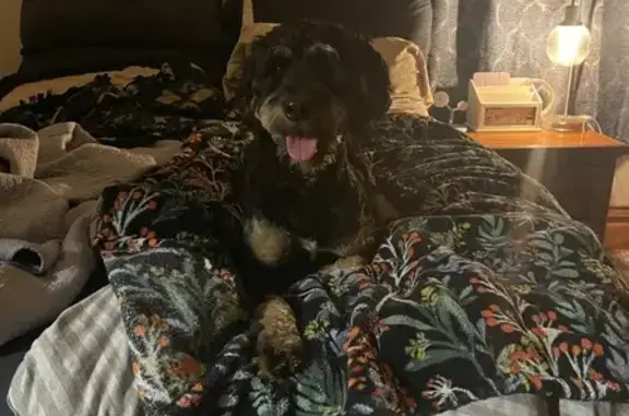 Bernadoodle. Black coat with brown markings.