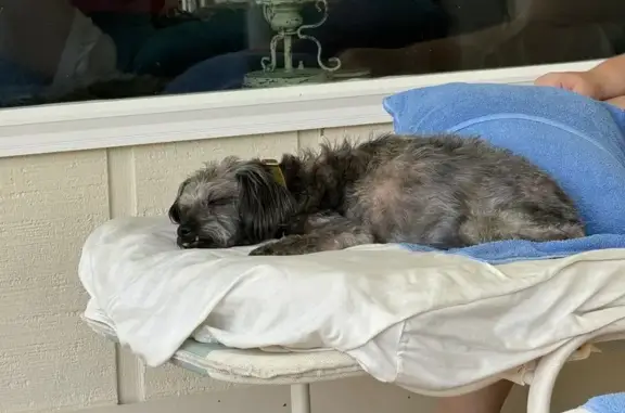 Help Find Charlie: Lost in Vestavia Hills