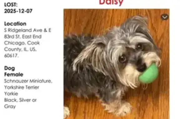 Lost Yorkie/Shih Tzu Mix: Pink Collar