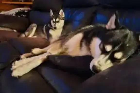 Lost Black Pomsky - Crestview Hills