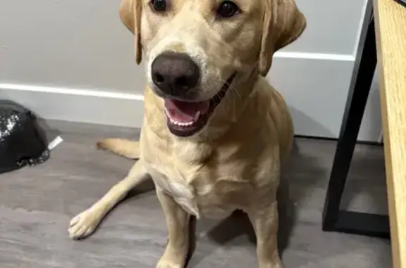 Lost Dog: Wavy Yellow Coat, Purple Lead