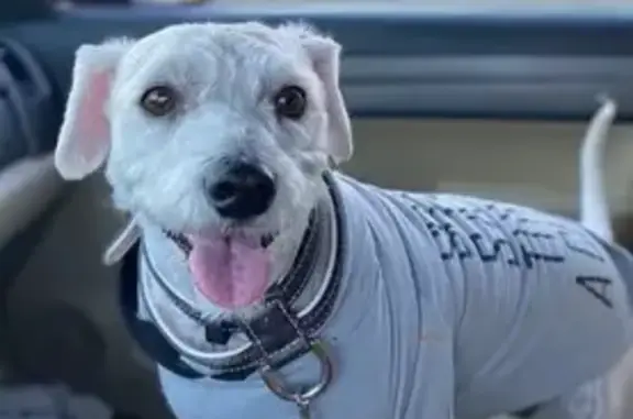 Lost Dog: Help Find Ya-yo/Chancho!