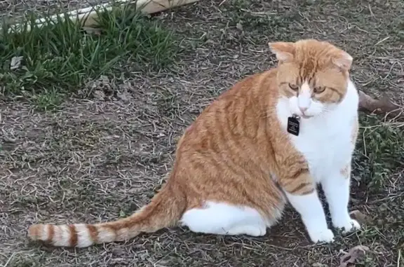 Lost Orange & White Cat - $200 Reward!