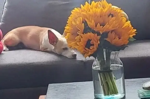 Perrita Encontrada en Vallarta...