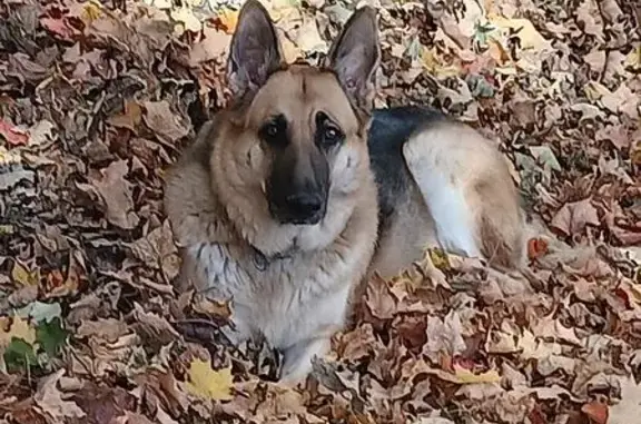 Missing dog , photo: Missing: Black & Tan Dog, Franklin Twp