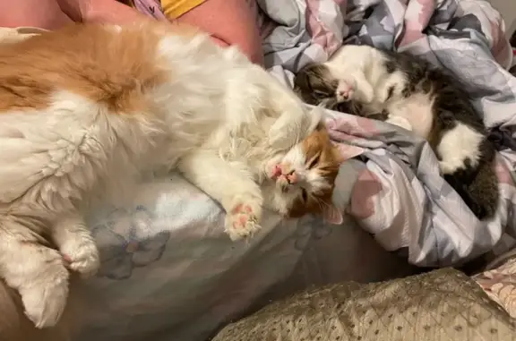 Lost: Skittish Orange & White Cat