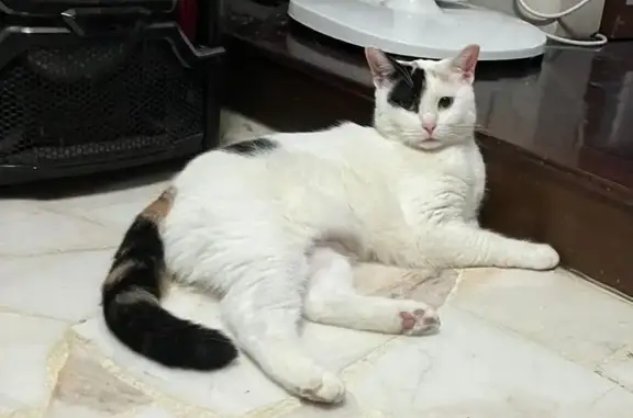 Lost Cat Juji - Reward for Safe Return!