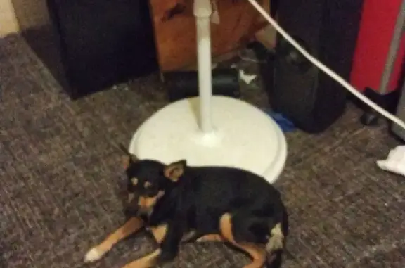 Lost Dog in El Mirage - Please Help!