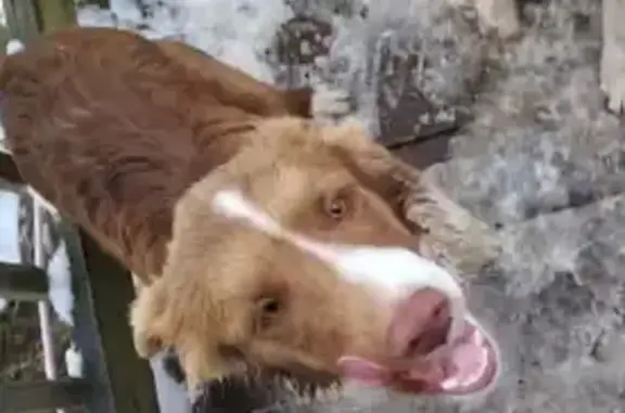 Lost Dog: Red & White, No Tail - York River