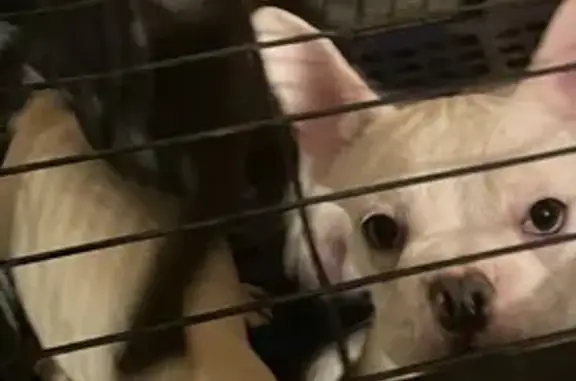 Lost Dog in Tracy: Needs Meds & Surgery