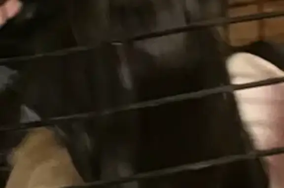 Lost Gray Frenchie: Urgent Help Needed!