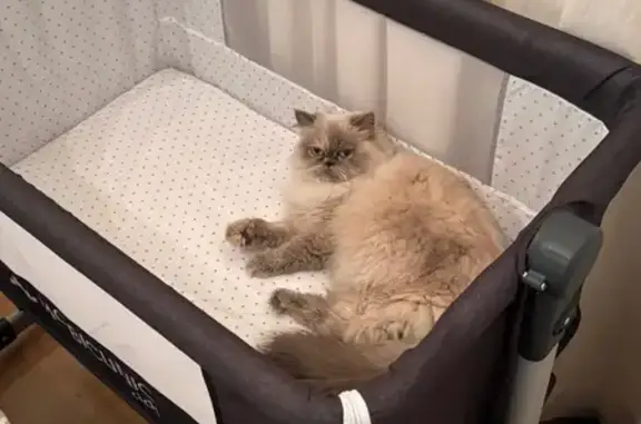 Gatos perdidos, Castelldefels, foto: Bishu, gata perdida en Castelldefels