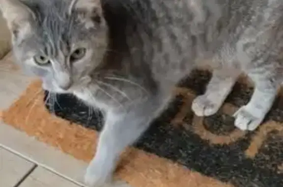 Chat trouvé Baume-les-Dames, photo: Chat gris trouvé Rue de Burmont