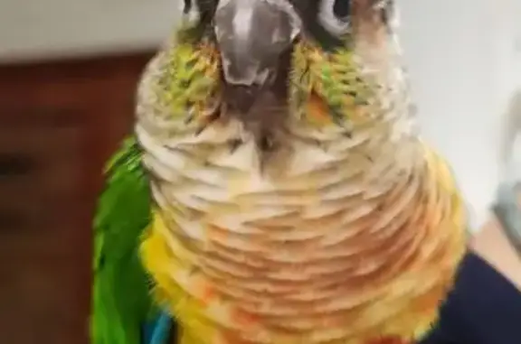 Found pets , photo: Lost Bird Found in Canterbury-Bankstown