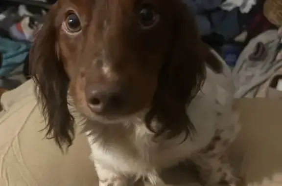 Lost Mini Dachshund: Speckled & Sweet