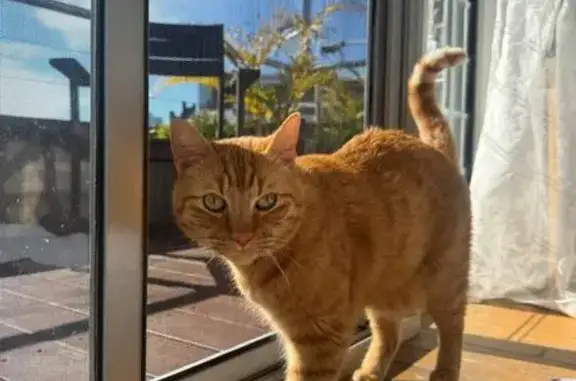 Lost Cat: Black Collar & AirTag Found!