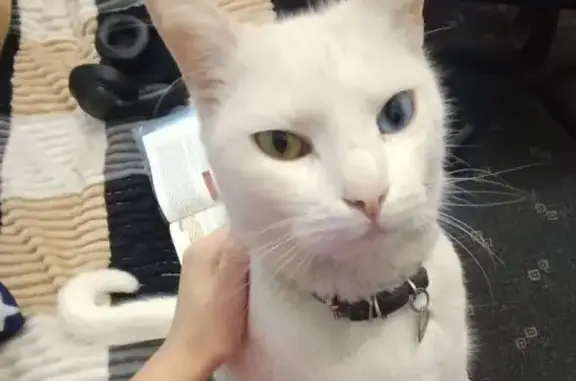 Зникла різноока кішка в Кам'янець-Подільському