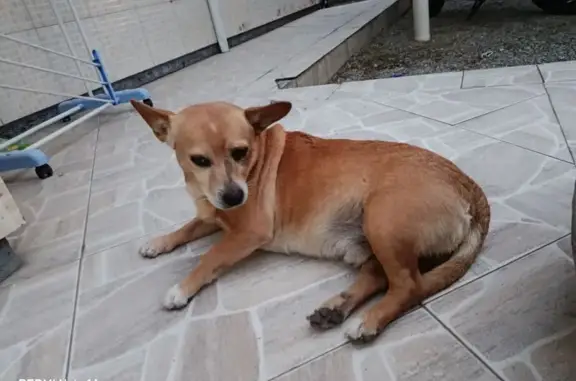 cachorro encontrada