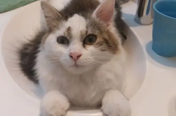 Animaux perdus Bernières-sur-Mer, photo: Chat perdu : Zip, mâle blanc tacheté brun