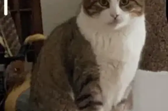 Lost Tan/White Cat Chunky in Brandon