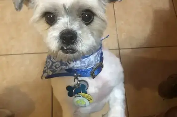 Lost Dog: White Hair & Beige Mole - Miami