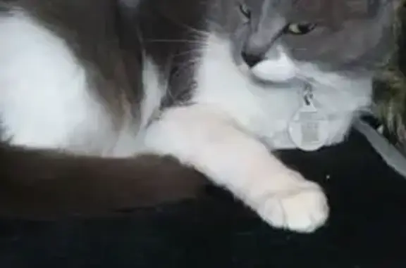 Chat perdu, Perpignan, photo: Chatte perdue : Chipie, 11 ans, Perpignan