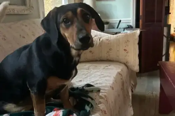 Lost Dog Etta: Black & Tan, Long Body