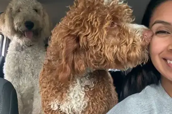 Lost Dogs: Okie & Gigi Missing in Tulsa!