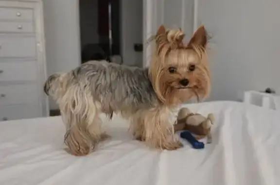 Lost Silver Yorkie in Miami Beach!