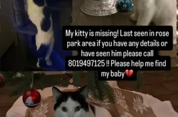 Lost Cat: White & Black, Redwood Rd, SLC