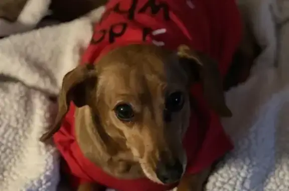 Lost Dog: Bella, Older, Brown & White