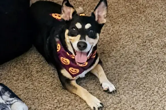 Help Find Gracie: Black Corgi/Shepherd Mix