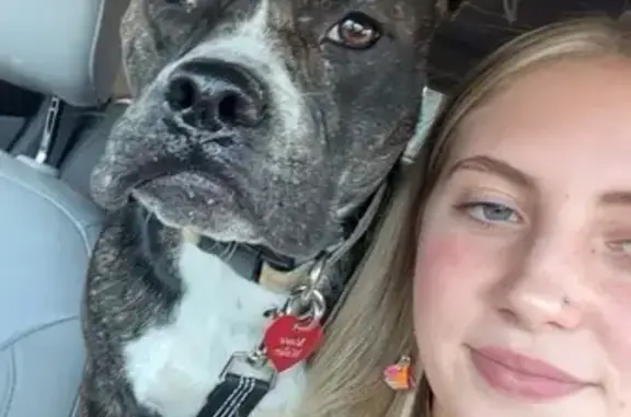 Friendly Brindle Dog Lost on Cattail Rd