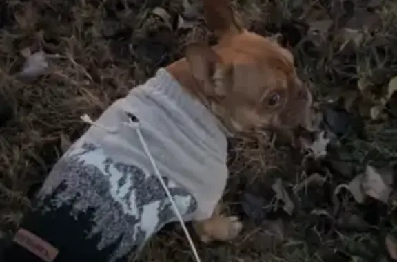 Help Find Our Skittish French Bulldog